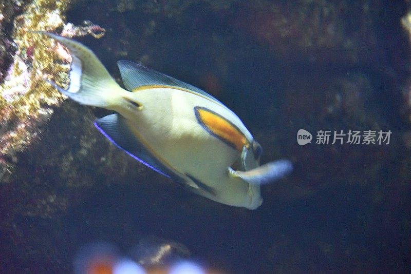 Acanthurus olivaceus热带鱼的一种